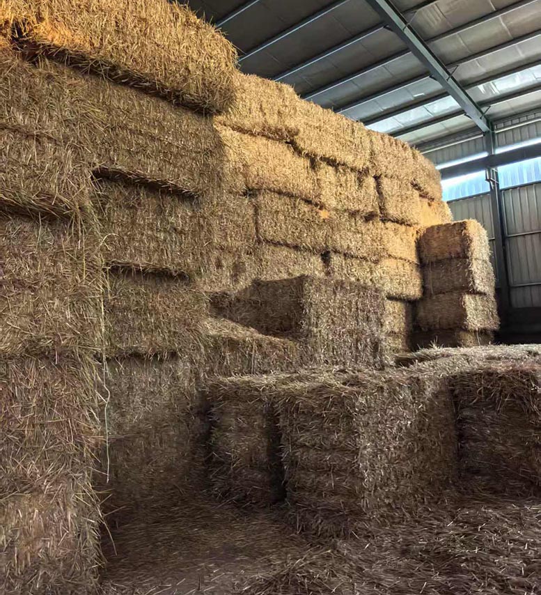 潍坊秸秆生物饲料受热捧