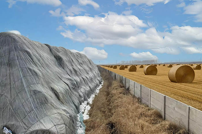 潍坊赋能牧业新生态：高品质牧草，为牛羊生长注入“绿色动力”